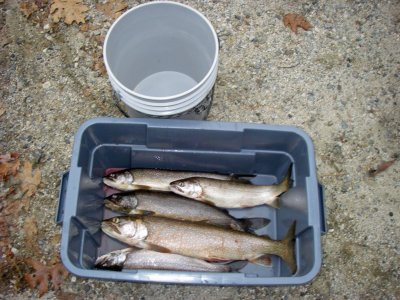 Lake Trout from Sebago