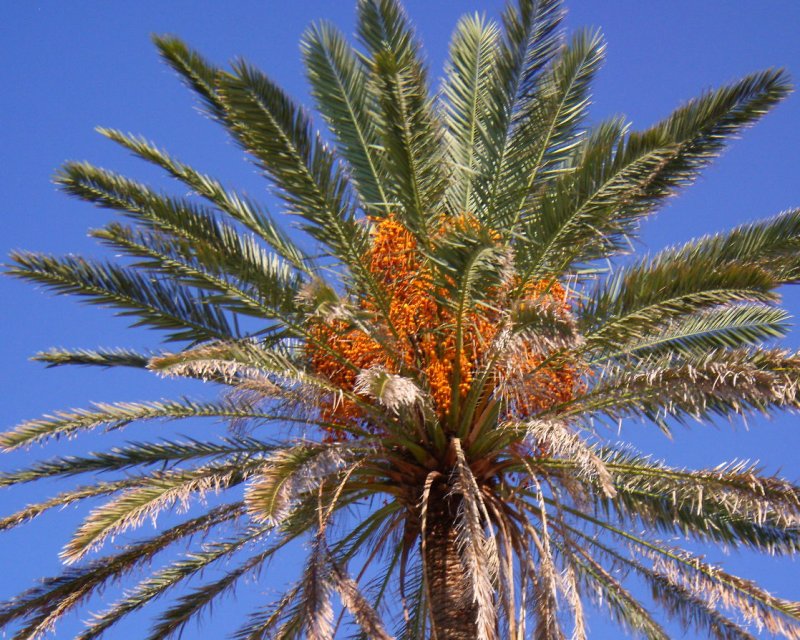 Phoenix Palm Tree