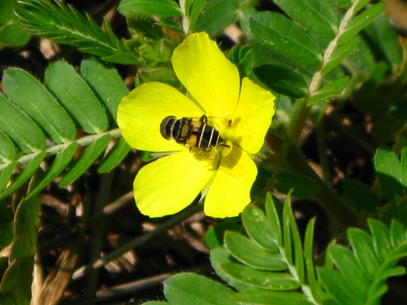 Hoverfly on  Sticker