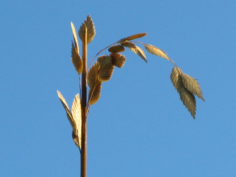 Beach grass