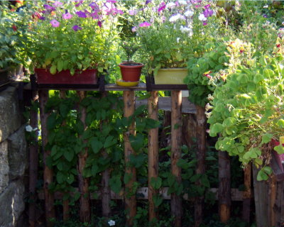 Petunias