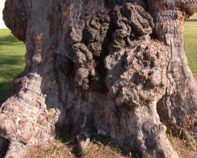 Australian Pine - Trunk