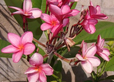 Frangipani