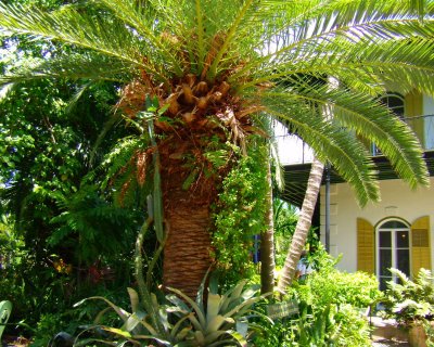 Hemingway Home/ Phoenix palm