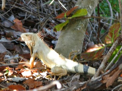 Iguana