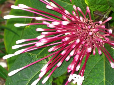 Q-Tips Plant - Clerodendrum 