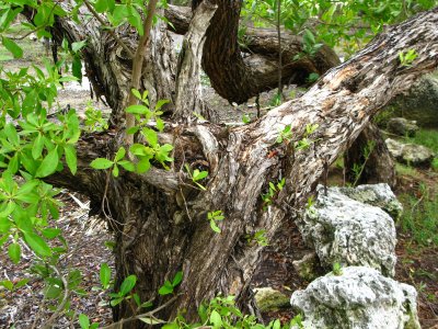 Old  Buttonwood  Tree