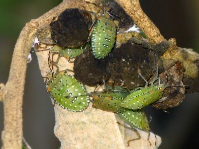 Green Shield Bug larvae