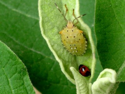Green Shield Bug & Ladybug