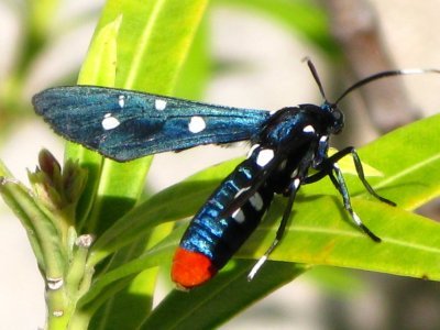 Polka Dot-Wasp Moth