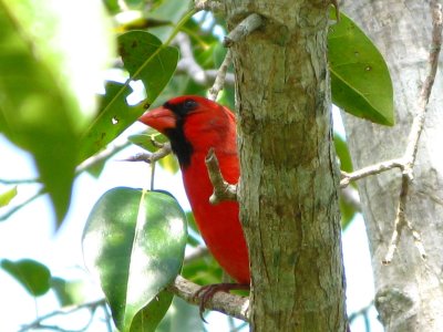 Northern Cardinal