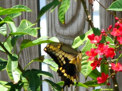 Swallowtail on Jatropha