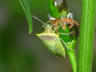 Green Shield Bug on chili pepper