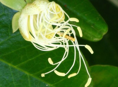 Jamaican Caper Tree Flower