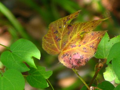 Sea-hibiscus leaf