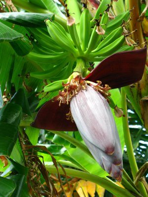 Banana flower