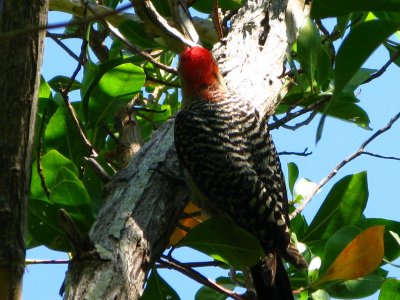 Red Bellied  Woodpecker