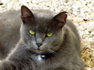 Emerald eyed  male cat