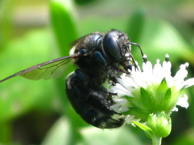 Bumble bee/False daisy