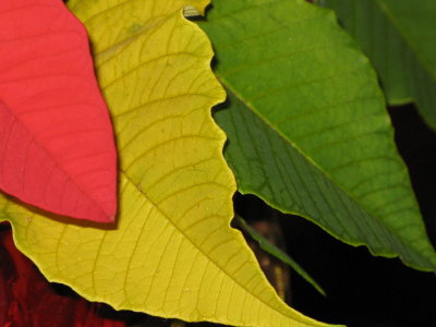 Poinsettia leaves