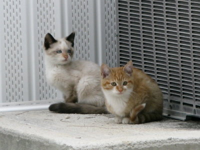 Feral  kittens