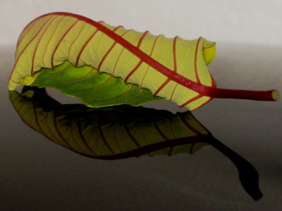 Fallen poinsettia leaf