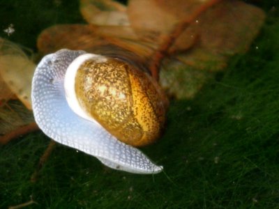 Floating Snail