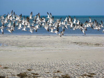 Terns in action