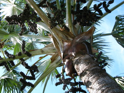 Bismarck Palm Fruits