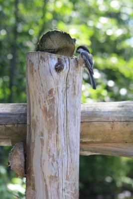 Chickadee.JPG