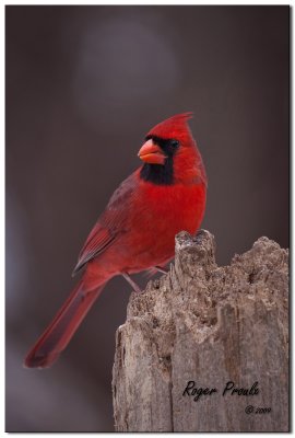 Cardinal Rouge