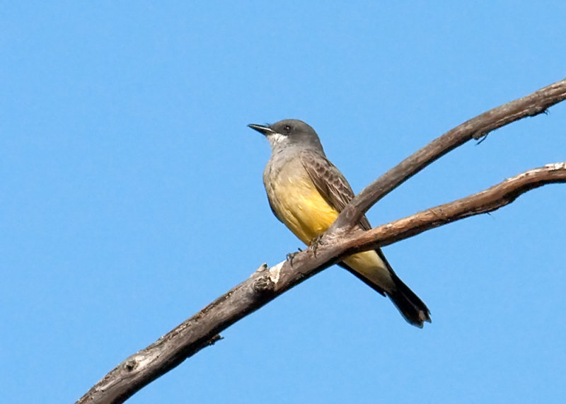 Cassins  Kingbird