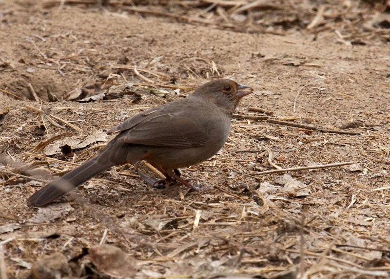 California Towhee