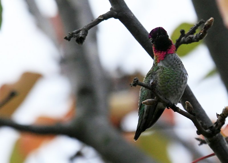 Annas Hummingbird