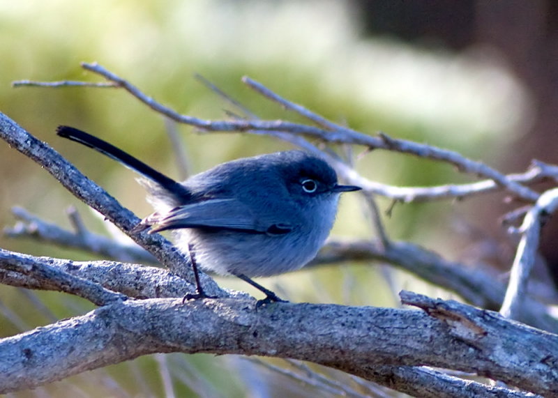 California Gnatcatcher