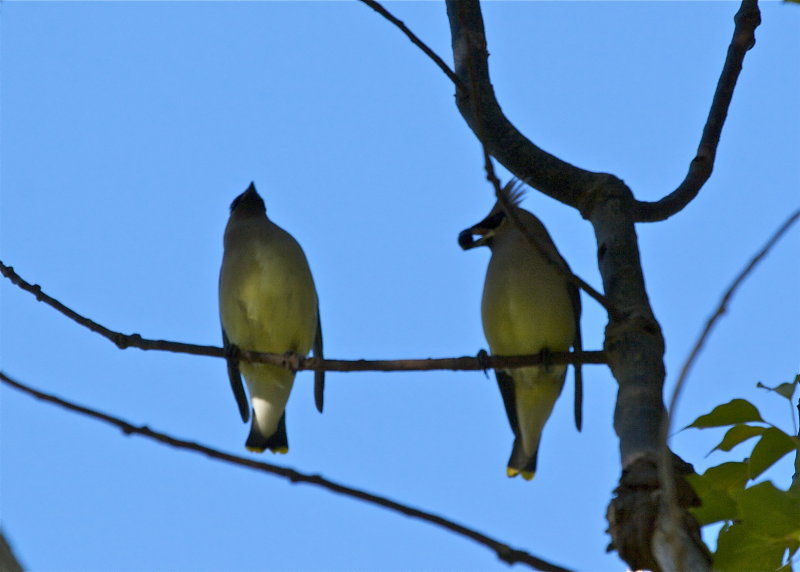 Cedar Waxwing