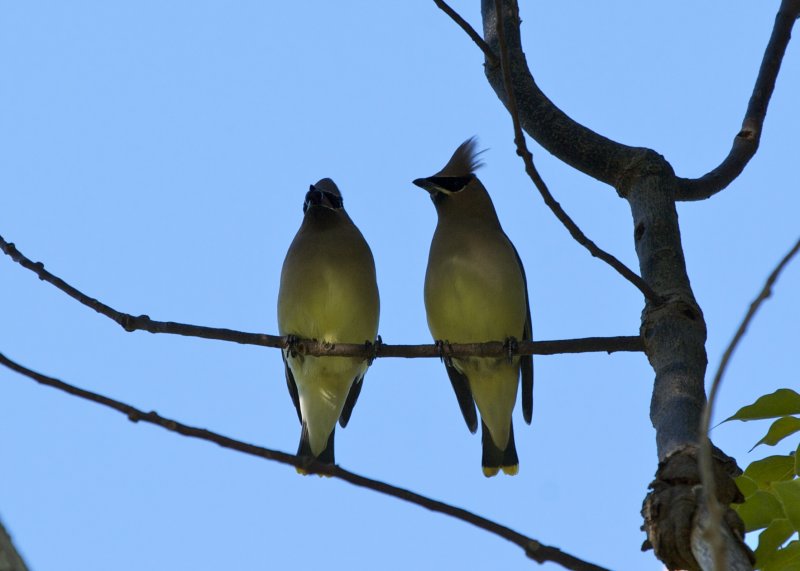 Cedar Waxwing