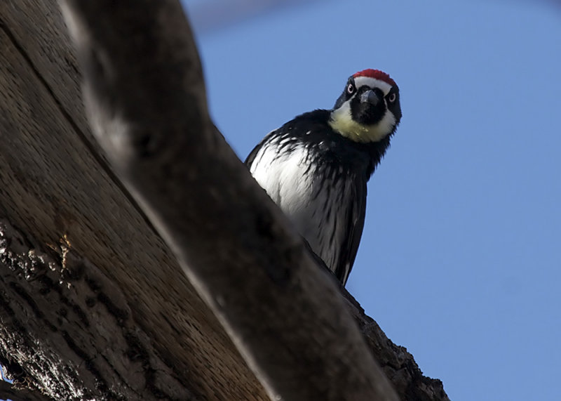 Acorn Woodpecker