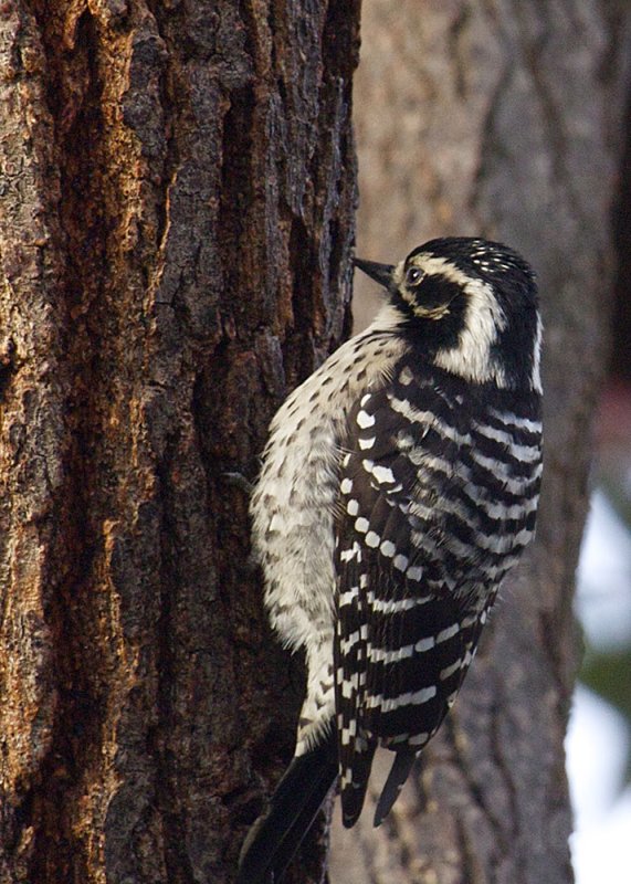 Nuttalls Woodpecker