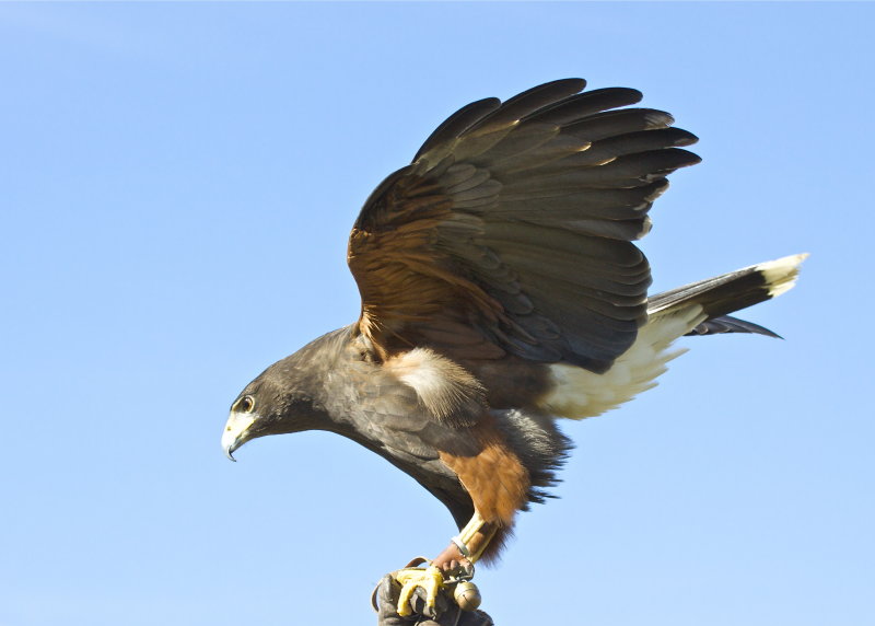 Harriss Hawk