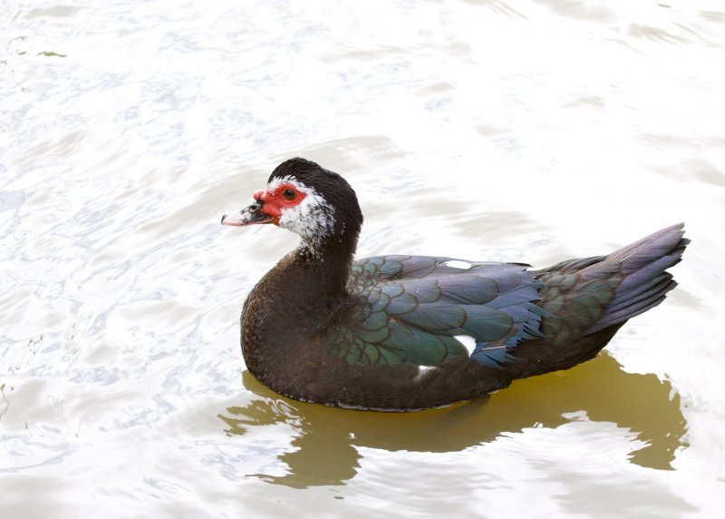 Muscovy 