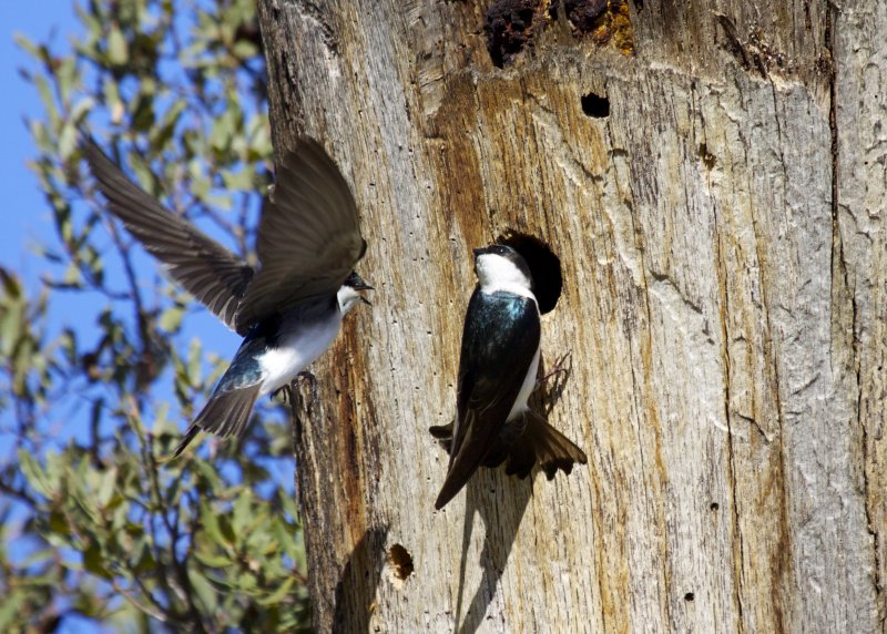 Tree Swallow