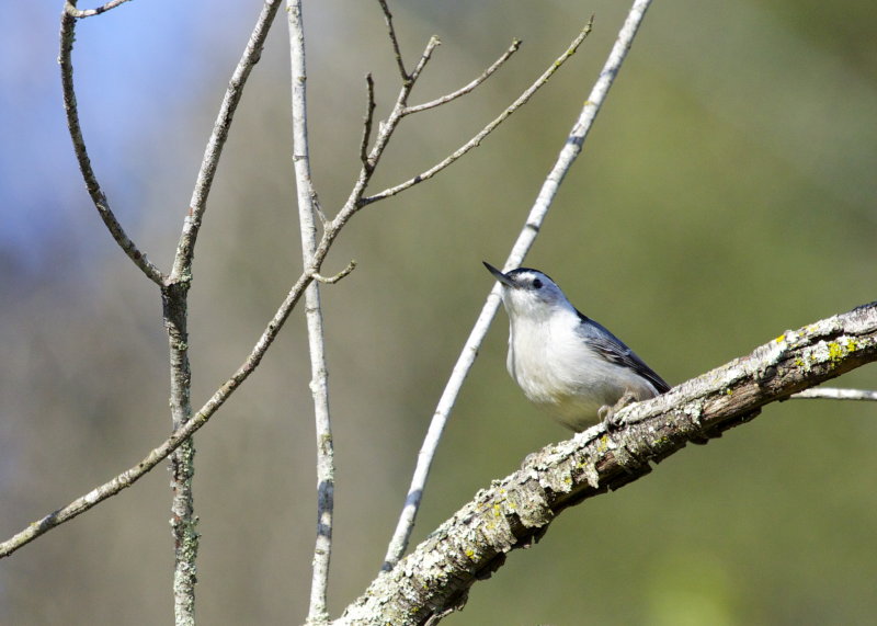 White-breasted Nuthatch