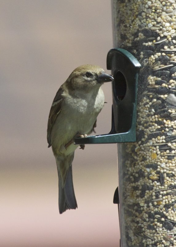 House Sparrow
