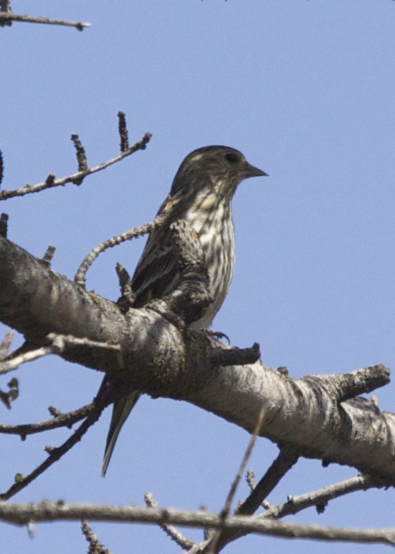 Pine Siskin
