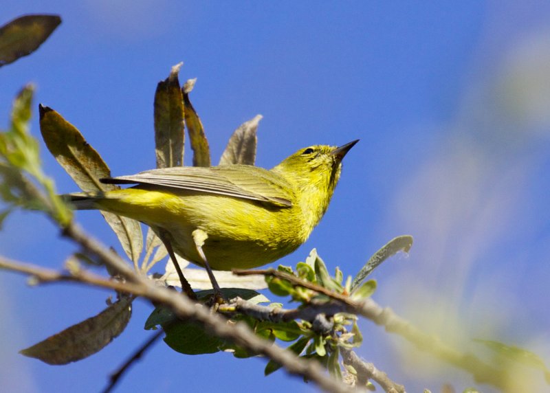 Orange-crowned Warbler