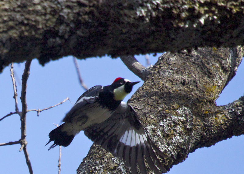 Acorn Woodpecker