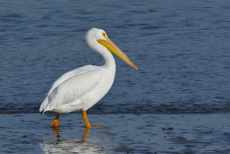 American White Pelican