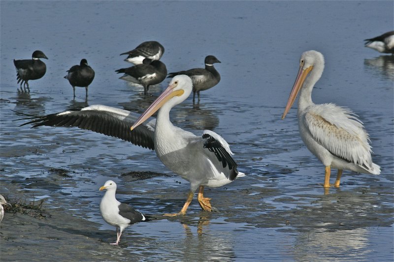 American White Pelican