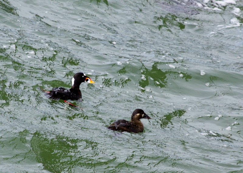 Surf Scoter